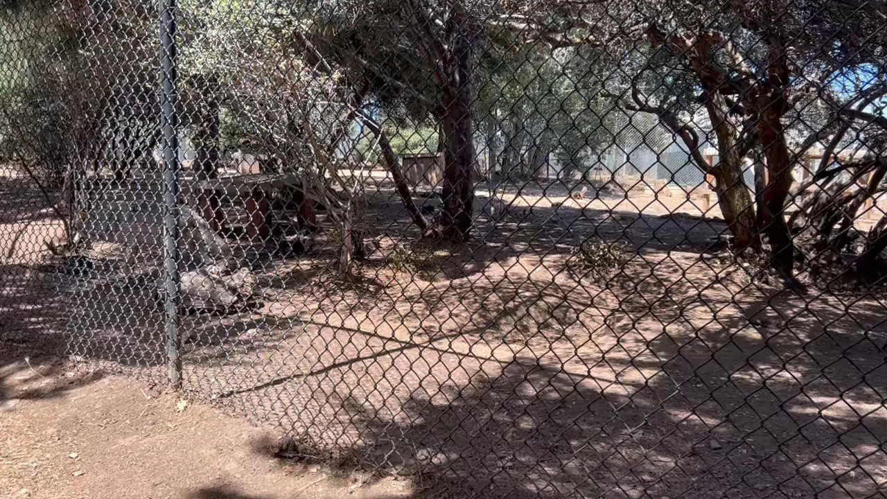 California Wolf Center - VIDEO: Mexican Grey Wolves - Thor and Durango - Zoos Near Me - Julian, California