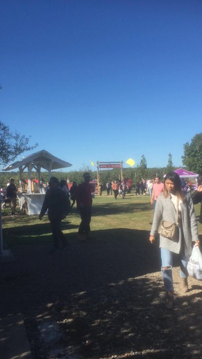 Harbes Orchard - The orchard on a busy weekend - Farms Near Me - Riverhead, New York