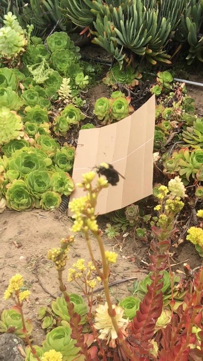 grape seeds for planting 50 GREEN (Dessert / Table) GRAPE Vitis Vinifera Fruit Vine Seeds
