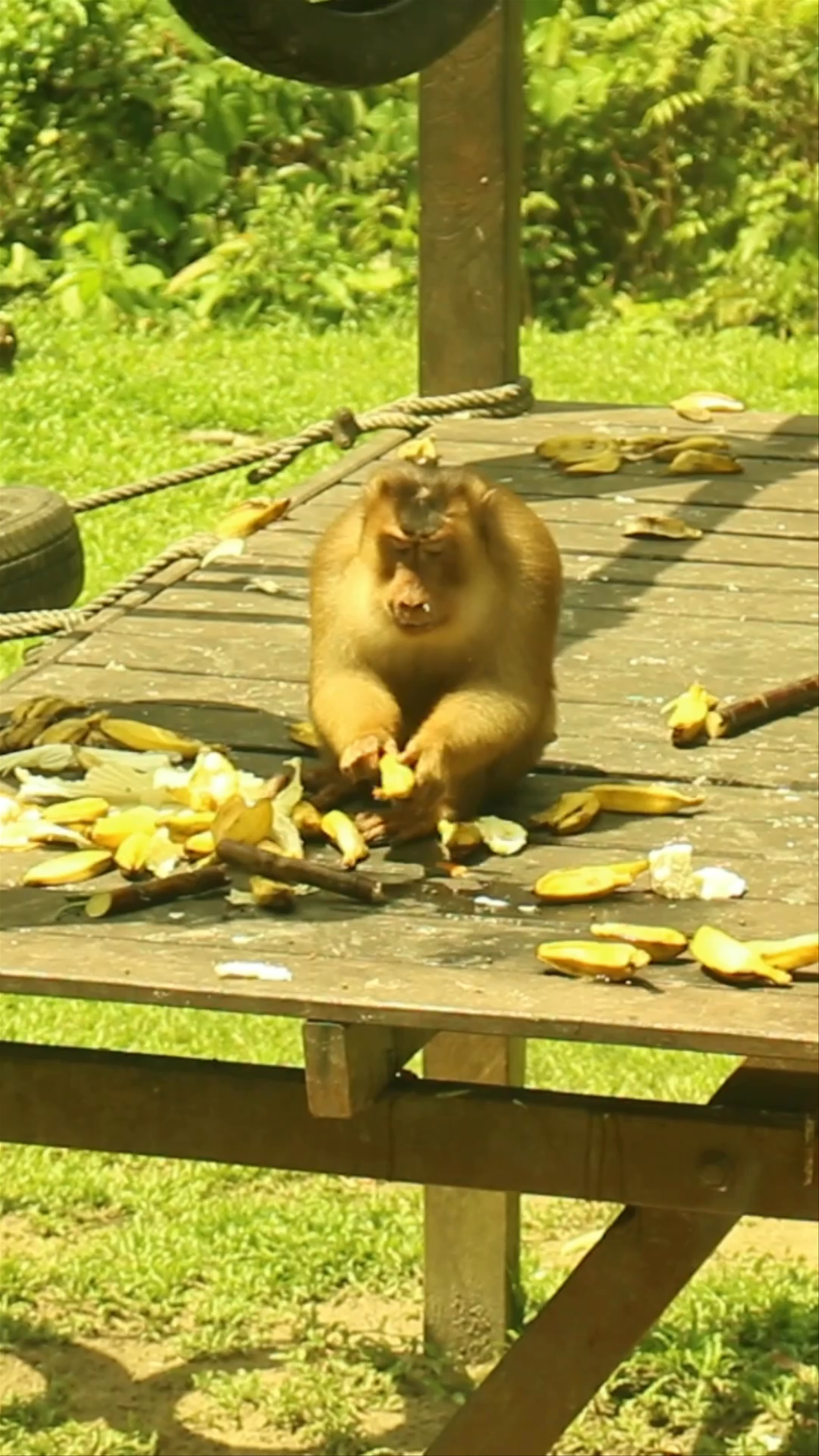 Sepilok Orangutan Rehabilitation Centre: Close-Up with Curious Proboscis Monkeys