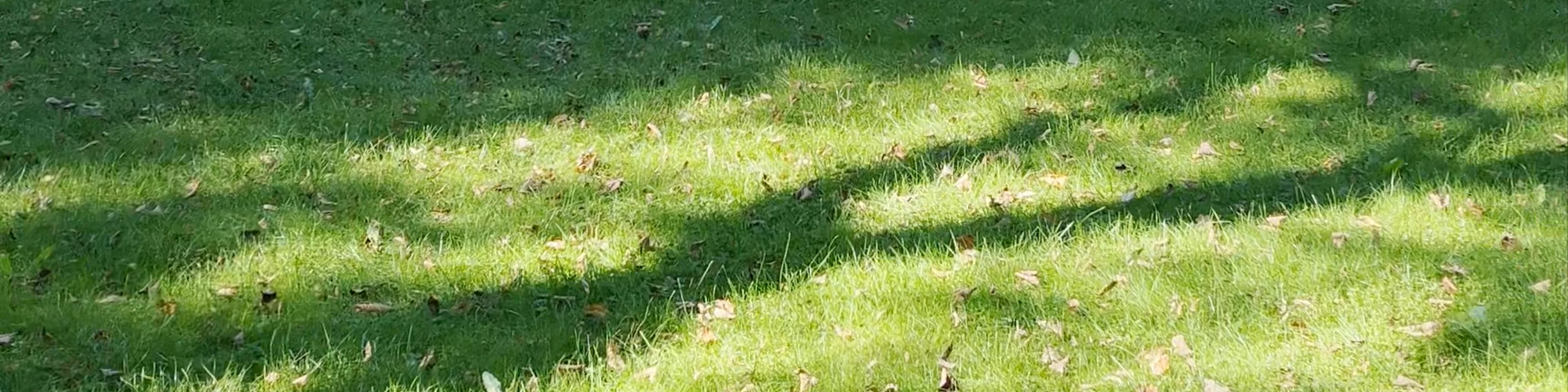 Dubrovin Park