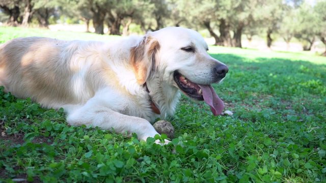 Golden Retriever and Border Collie