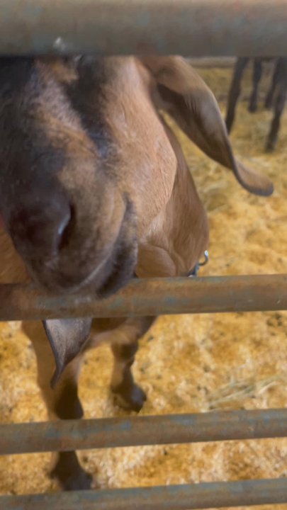 DuPage County Fair - Local Flavor Near Me - Wheaton, Illinois