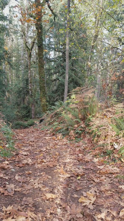 Gnomes Trail - There is one steep incline/decline on the trail (video does not capture it well) - Hiking Near Me - Maple Valley, Washington