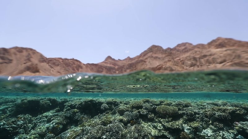 Coral in the Desert of Dahab, Egypt poster