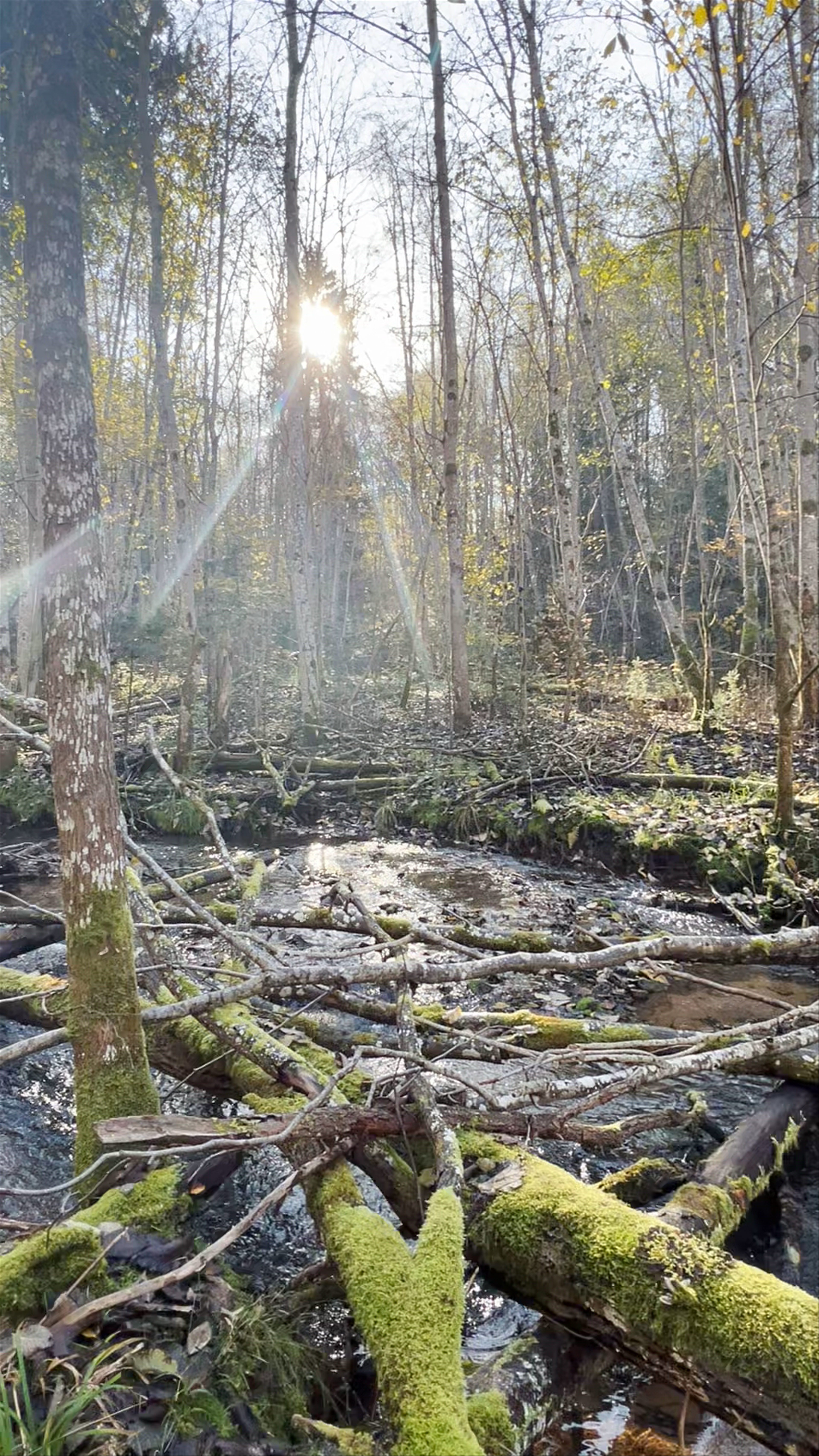 Melderupītes - Kumadas dabas taka: Enchanting Forest Stream in Ieriķi, Latvia