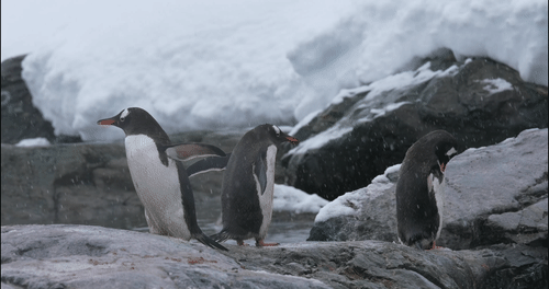 Gentoo Penguins animated gif