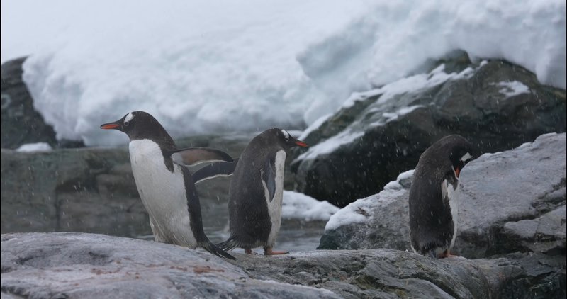 Gentoo Penguins poster