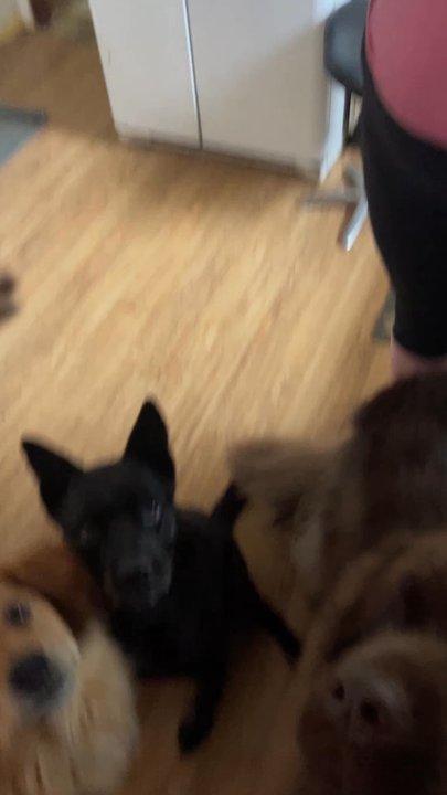 Pawsnickety Pets - Pet Stores Near Me - Norfolk, Virginia