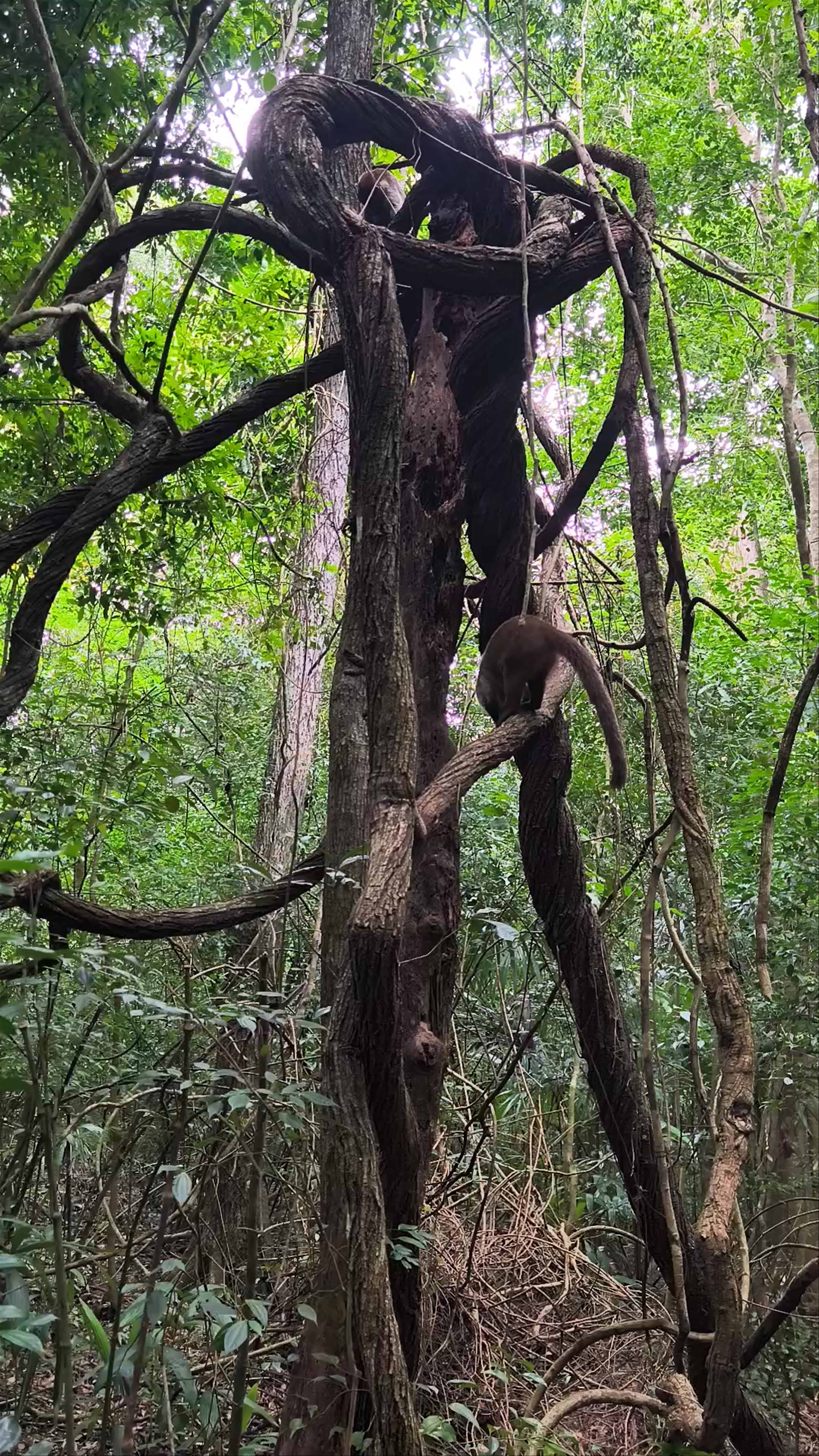 Tikal peten