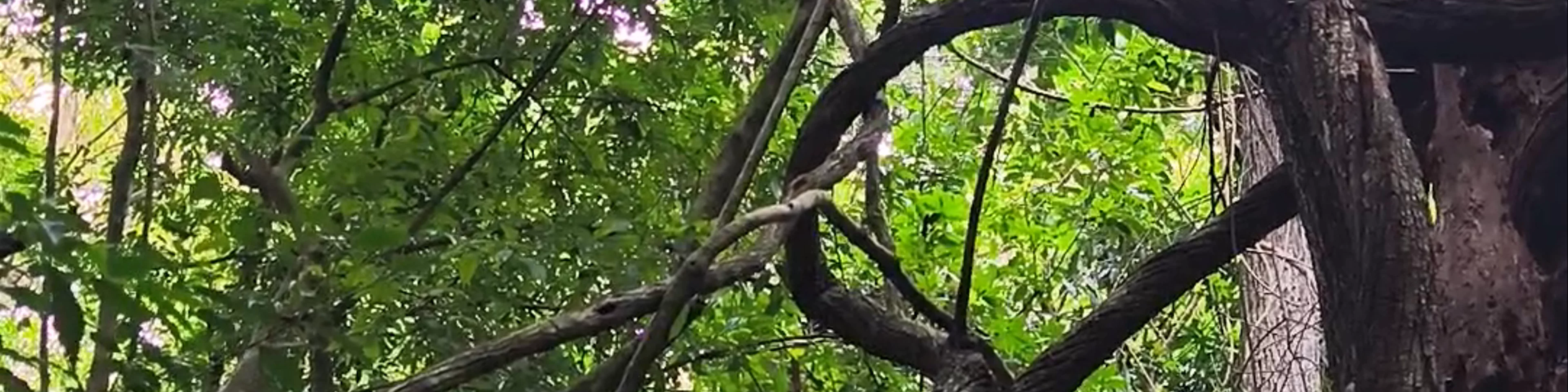 Tikal peten