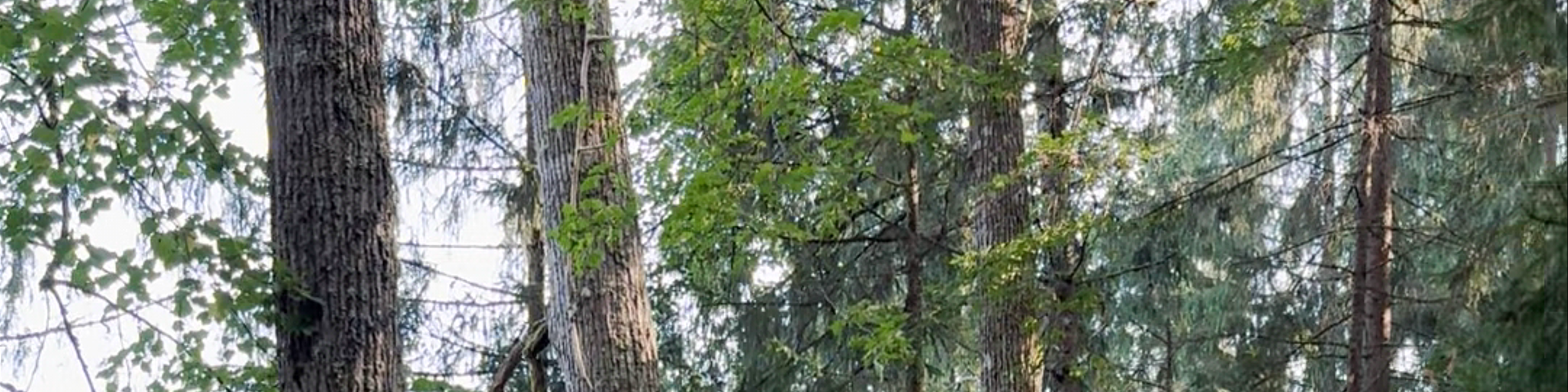 Vidzeme