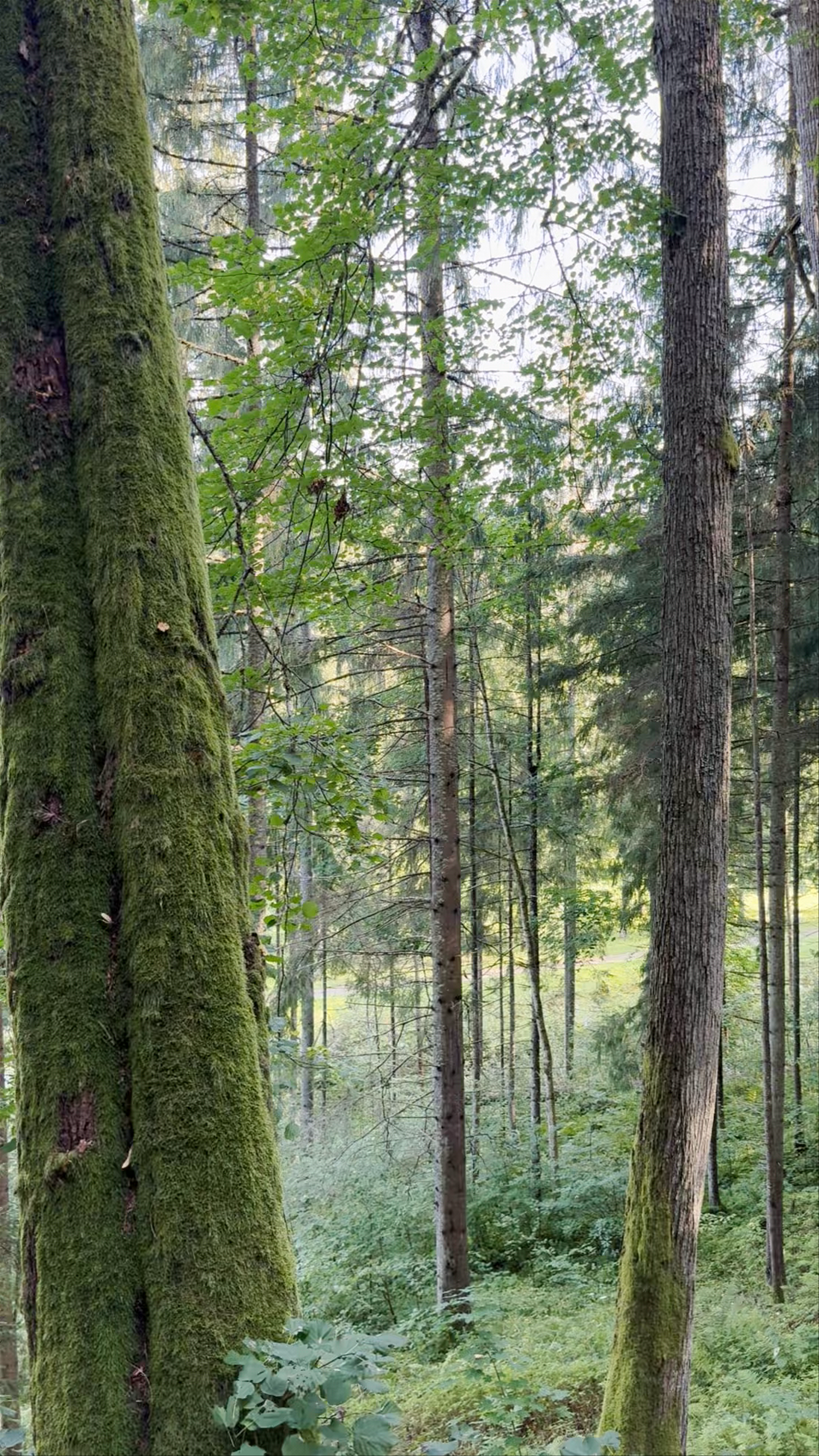 Enchanting Forest Walk at Līgatnes Dabas Takas, Latvia