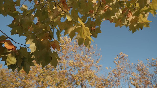 Branches of yellow maple leaves blowing in the wind