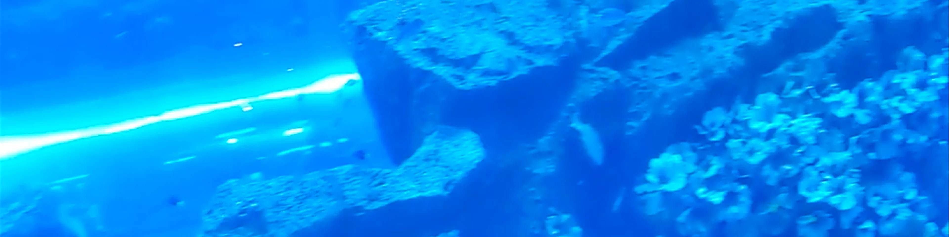 Dubai Aquarium & Underwater Zoo - شارع المركز المالي، - Dubai - United Arab Emirates