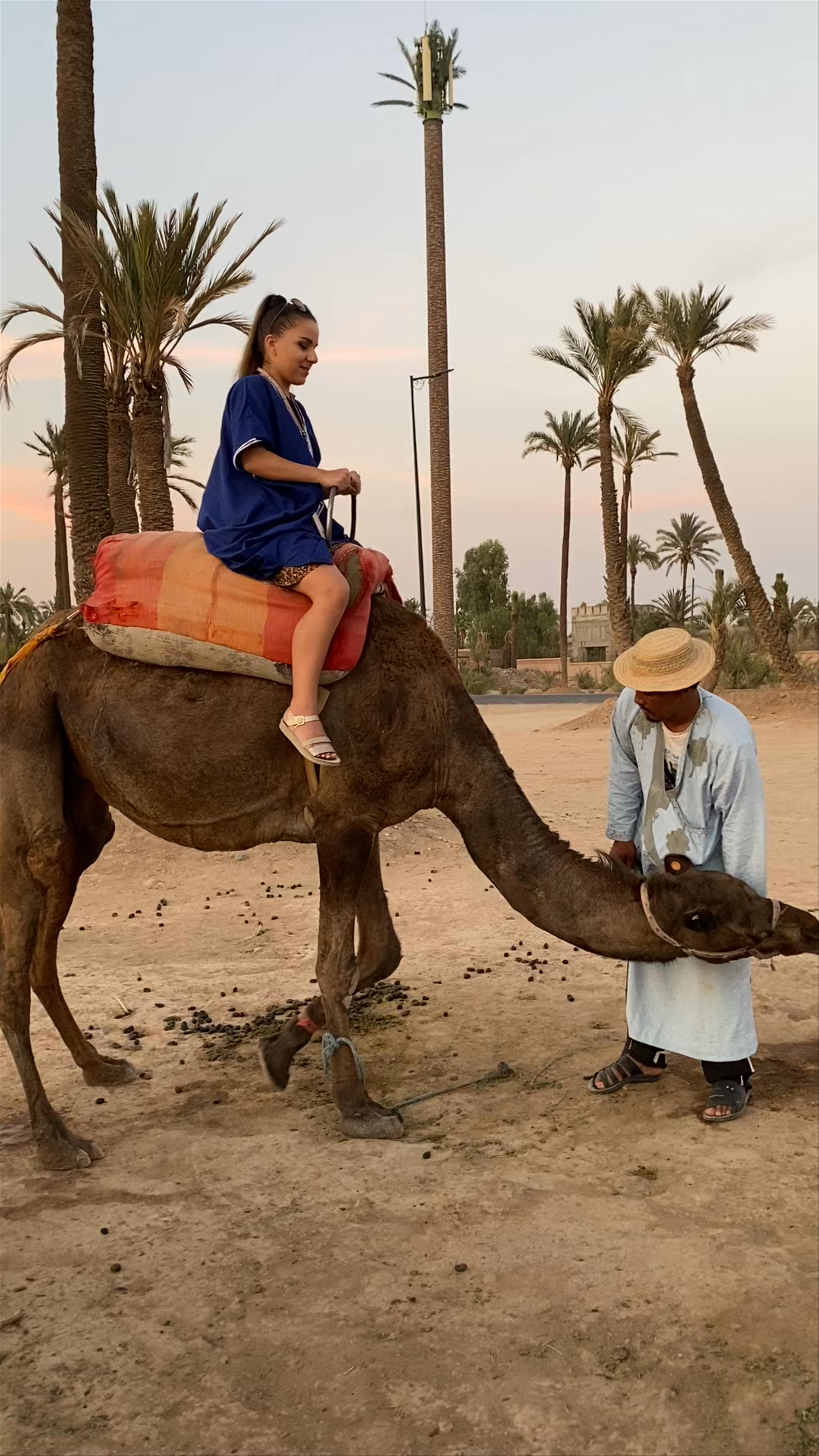 palmeraie marrakech chameau