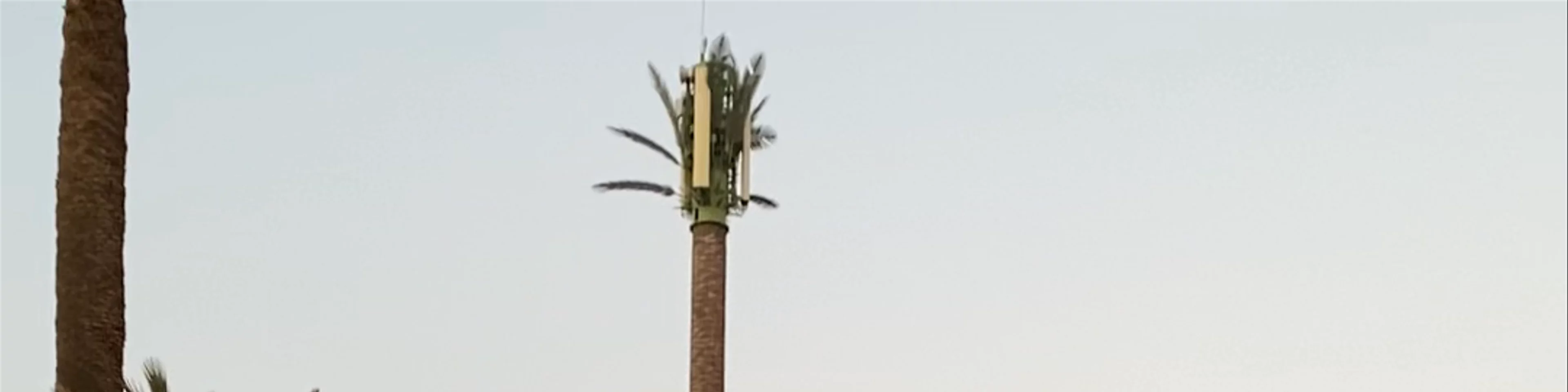 palmeraie marrakech chameau