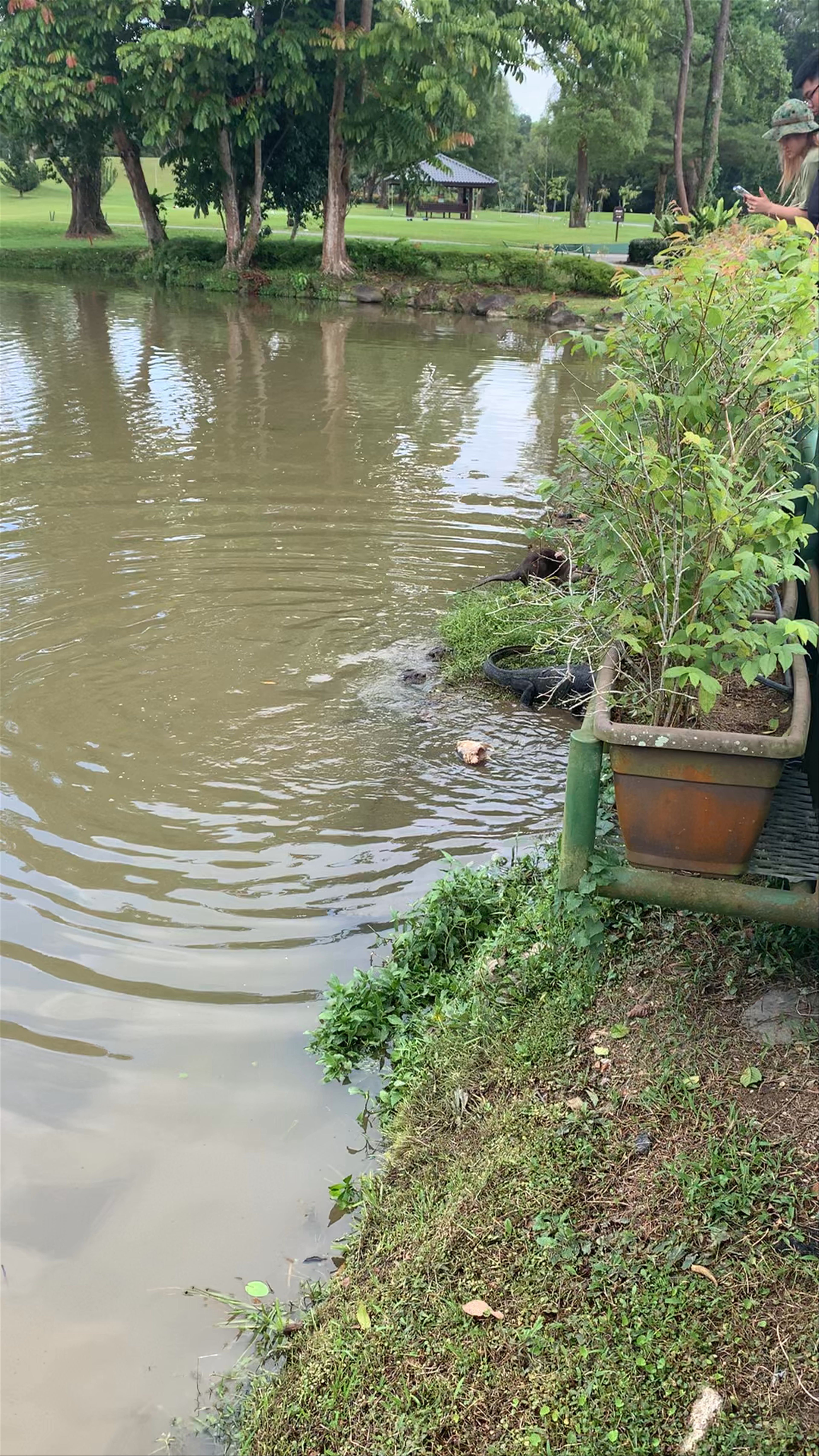 MacRitchie Reservoir