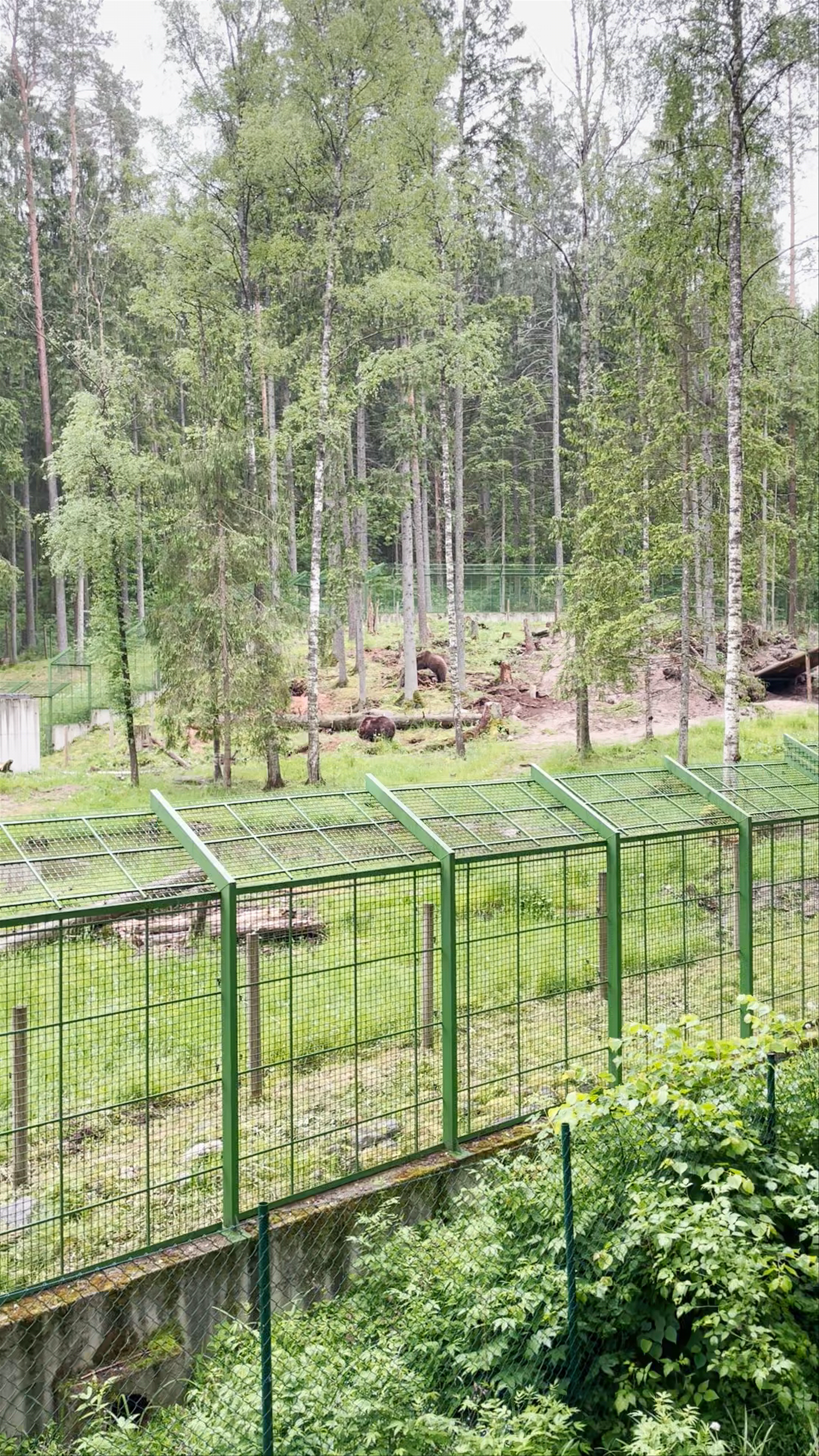 Wild Brown Bears Roaming in Līgatnes Dabas Takas, Latvia