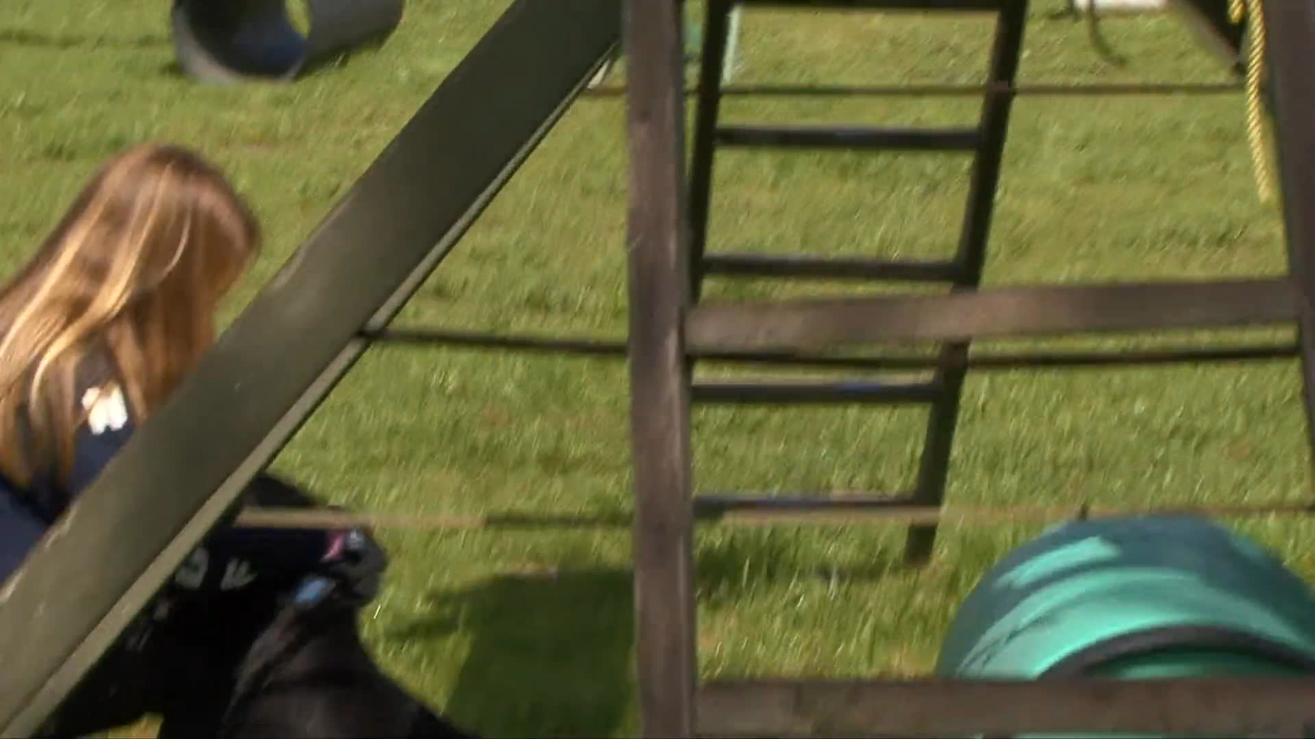 Handlers guide Labrador Retrievers through an outdoor agility obstacle course, focusing on navigating A-frame structures under professional supervision.