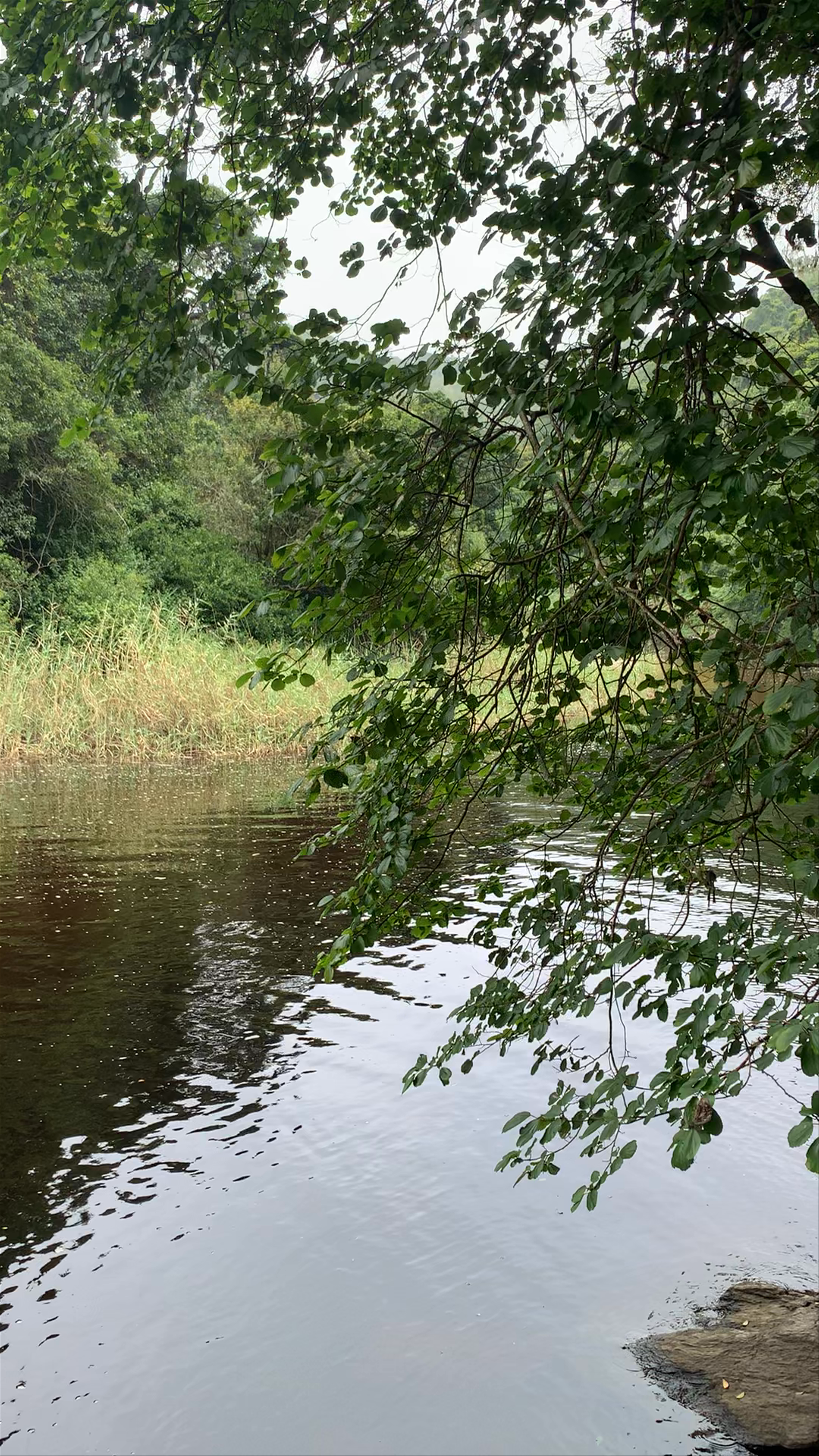 Half Collared Kingfisher Trail Gate (permit required)