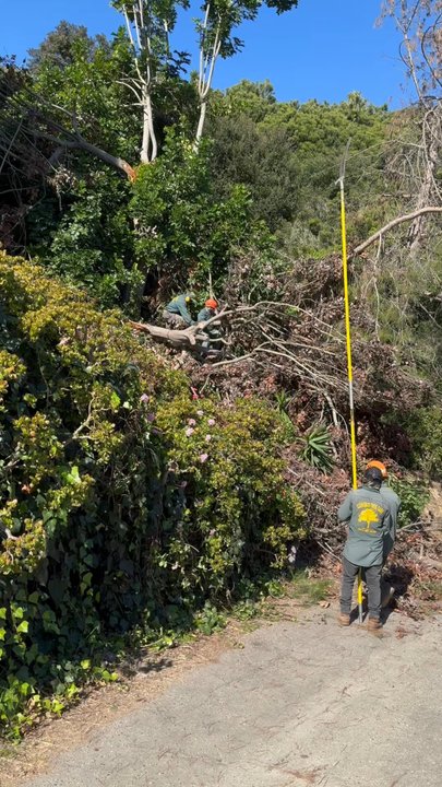 Cisnero's Tree Care - Tree Services Near Me