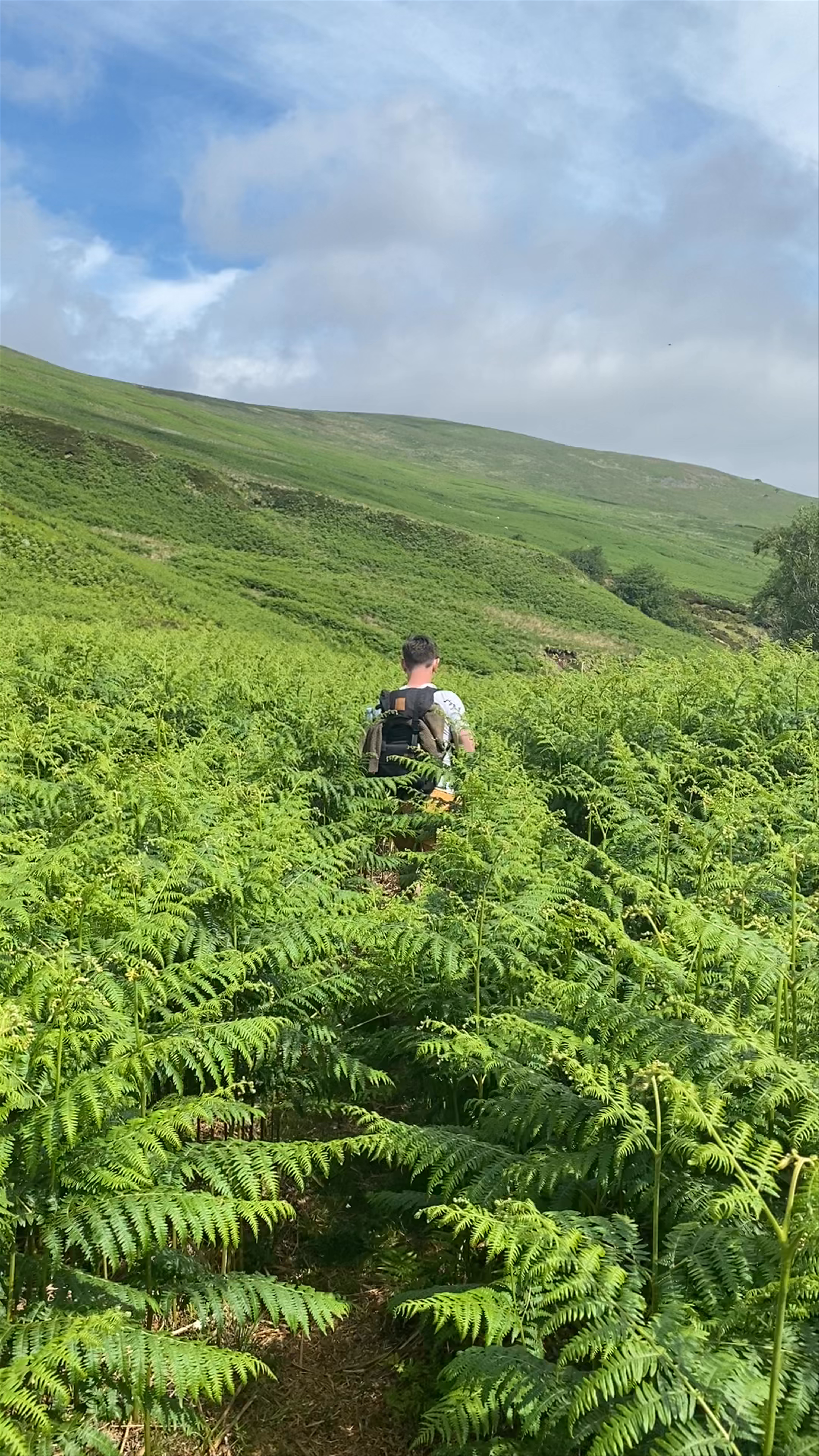 Exploring the Verdant Trails of Northumberland National Park