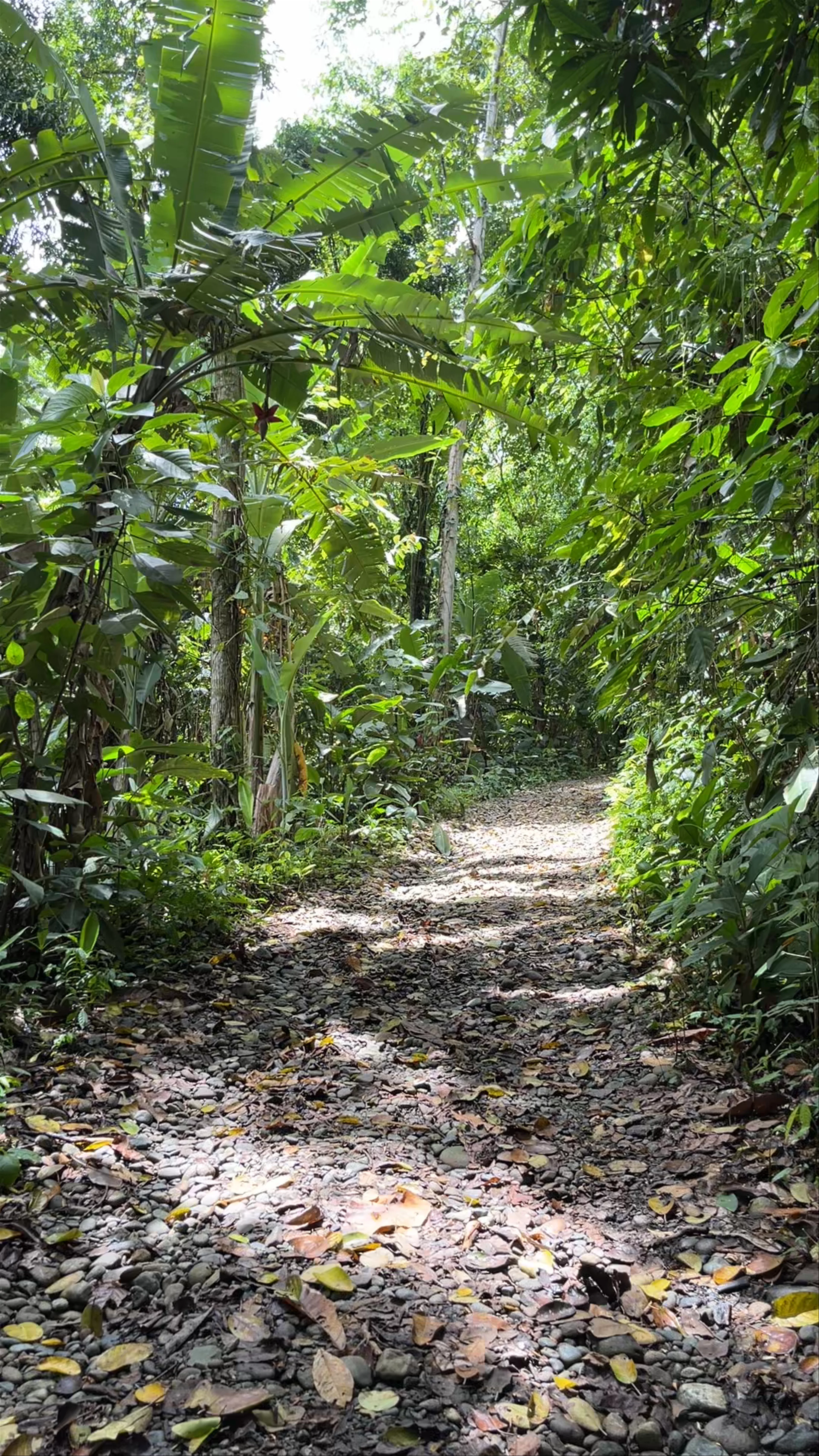 Katuk, Limón, Talamanca, Costa Rica