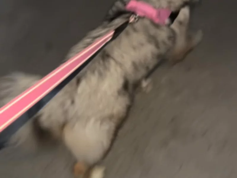 Dog Friendly Co Sale