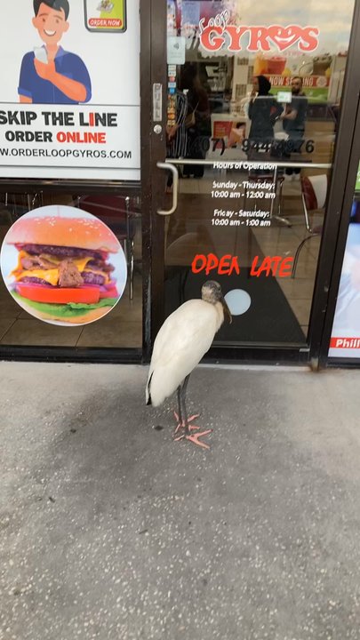 Loop Gyros - Soo yummy the bird wants one! - Sandwiches Near Me - Kissimmee, Florida