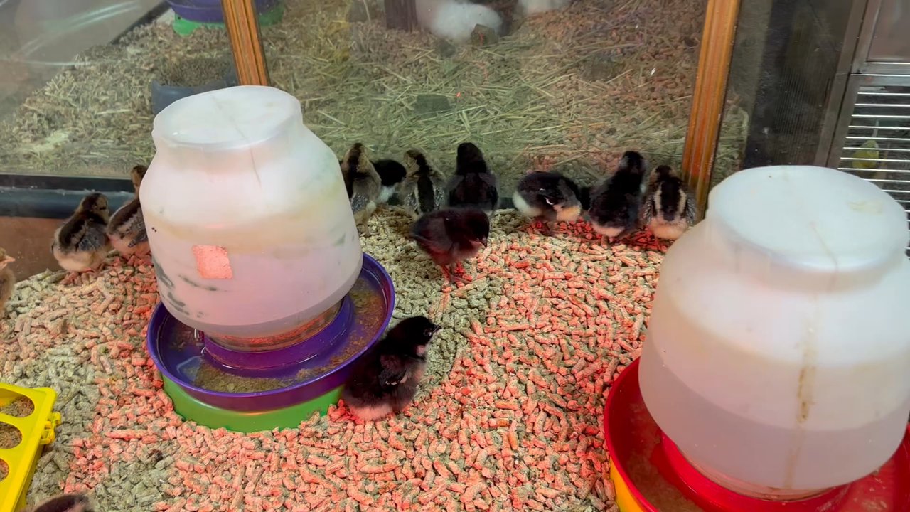 Desert Feed Bag - Pet Stores Near Me - Indio, California