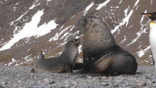 Penguins and Seals animated gif