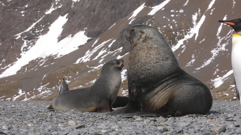 Penguins and Seals poster