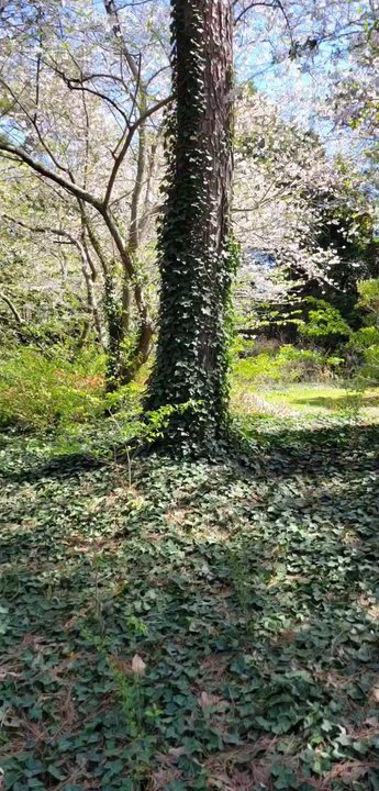 Vines Park - Lakes Near Me - Loganville, Georgia