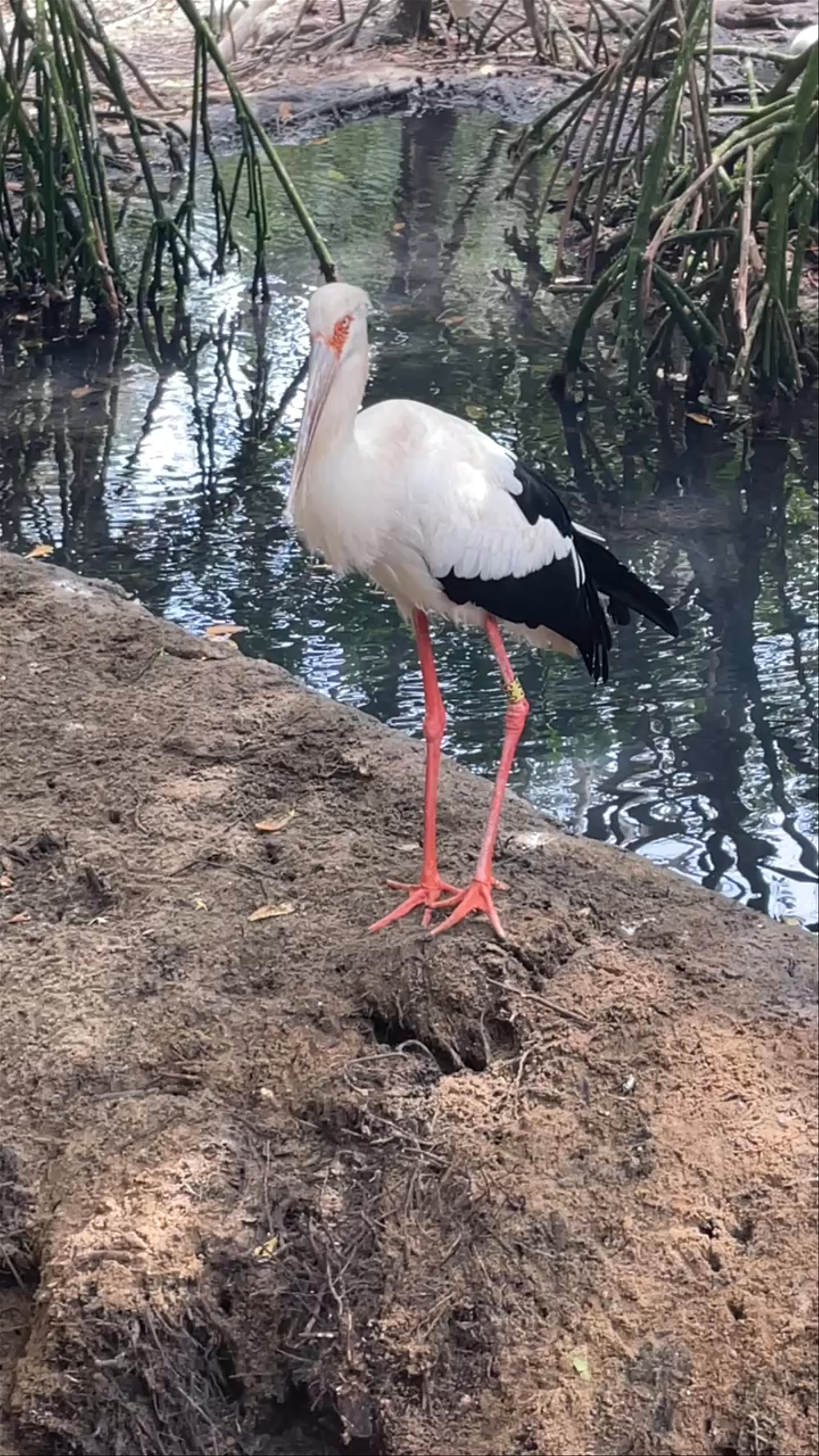 Serene Encounter with a White Stork at Aviario Nacional de Colombia