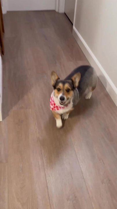 Paws R Us - After - Pet Groomers Near Me - Fresno, California
