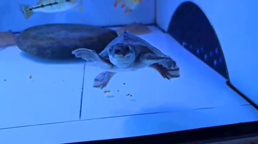 Fly River Turtle