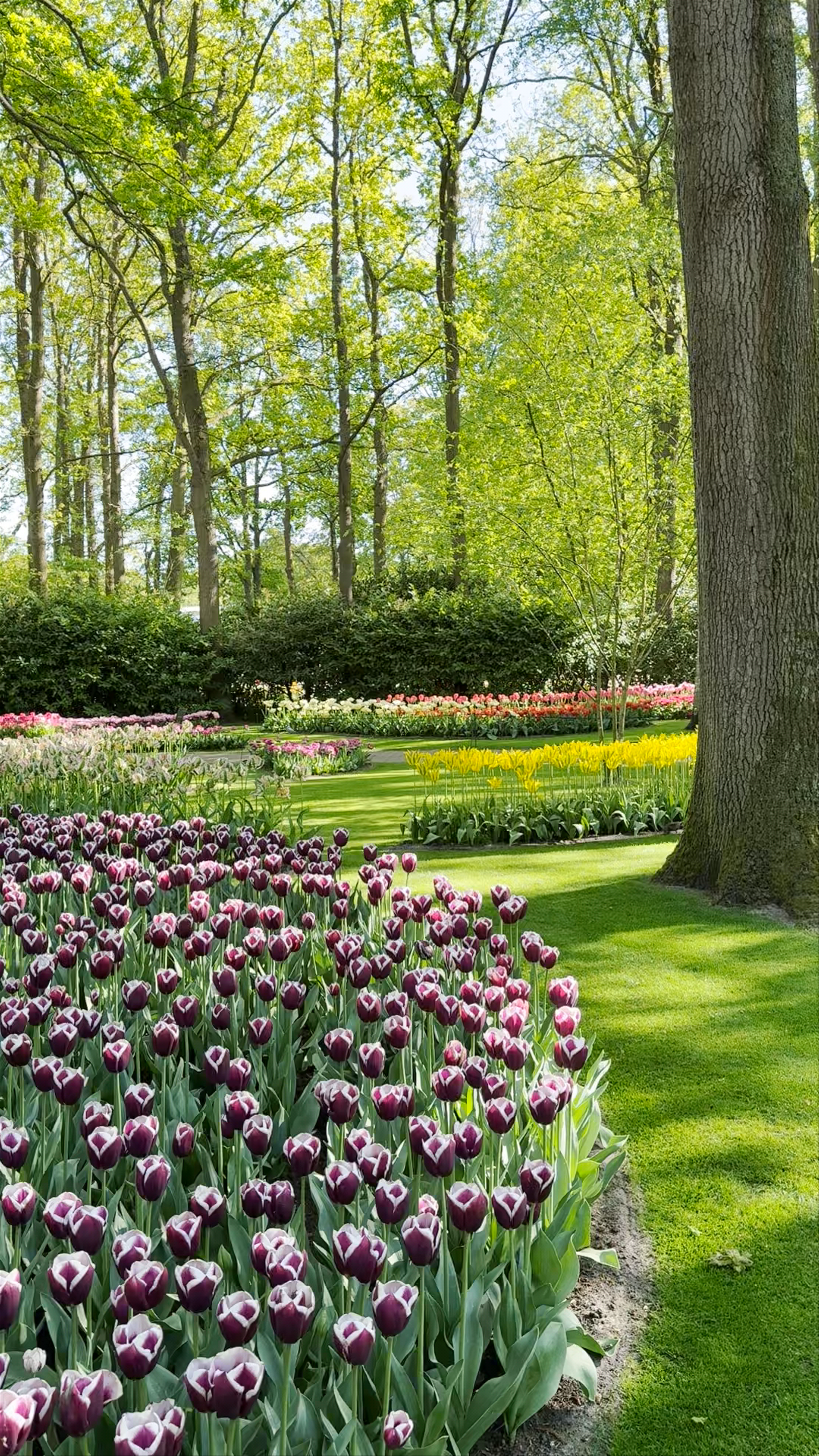Keukenhof