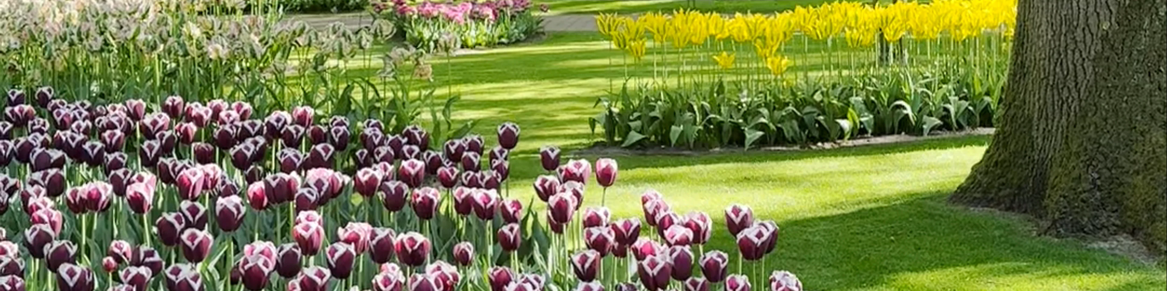 Keukenhof