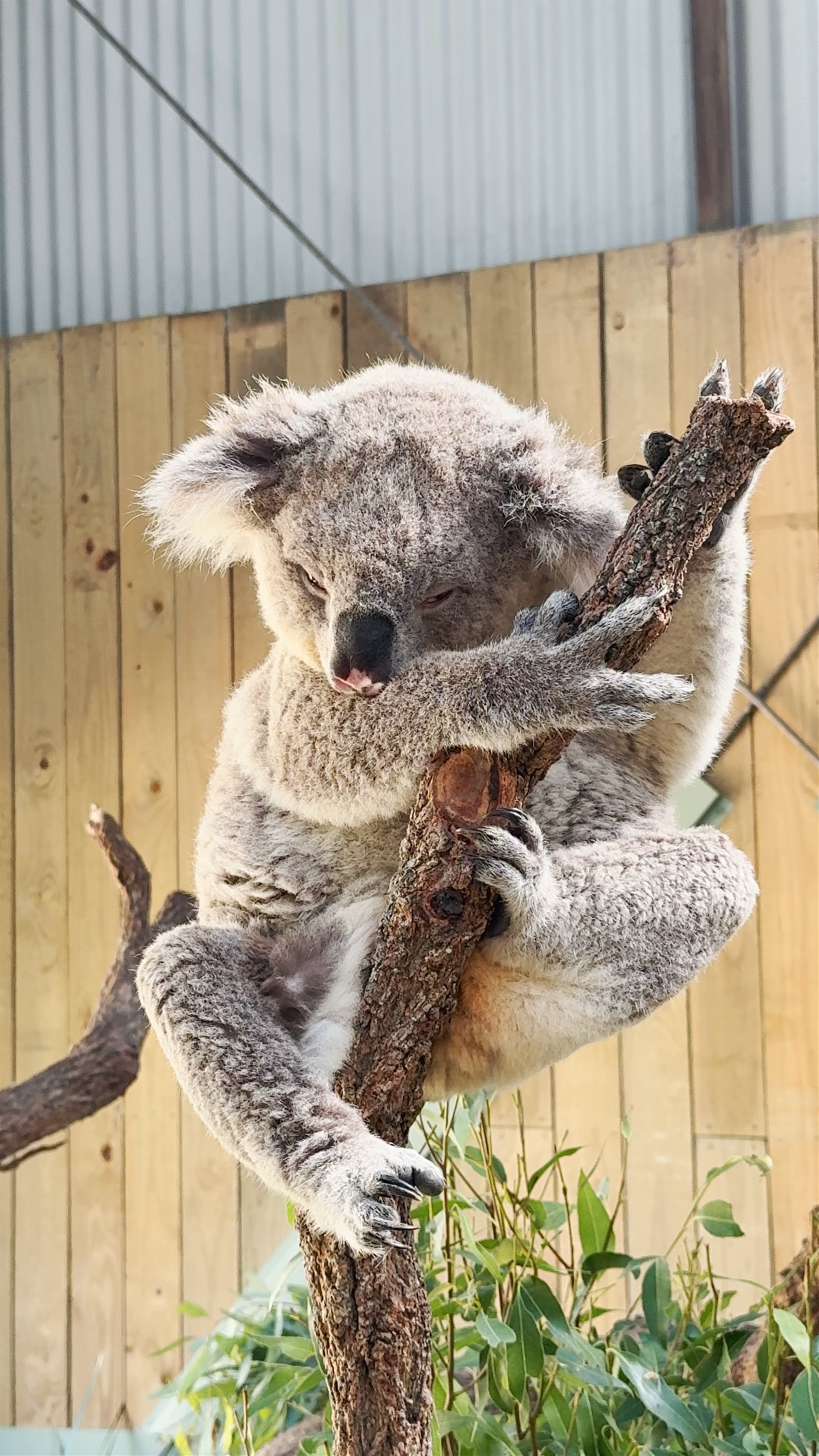 Symbio Wildlife Park: Close Encounter with a Sleepy Koala in Helensburgh