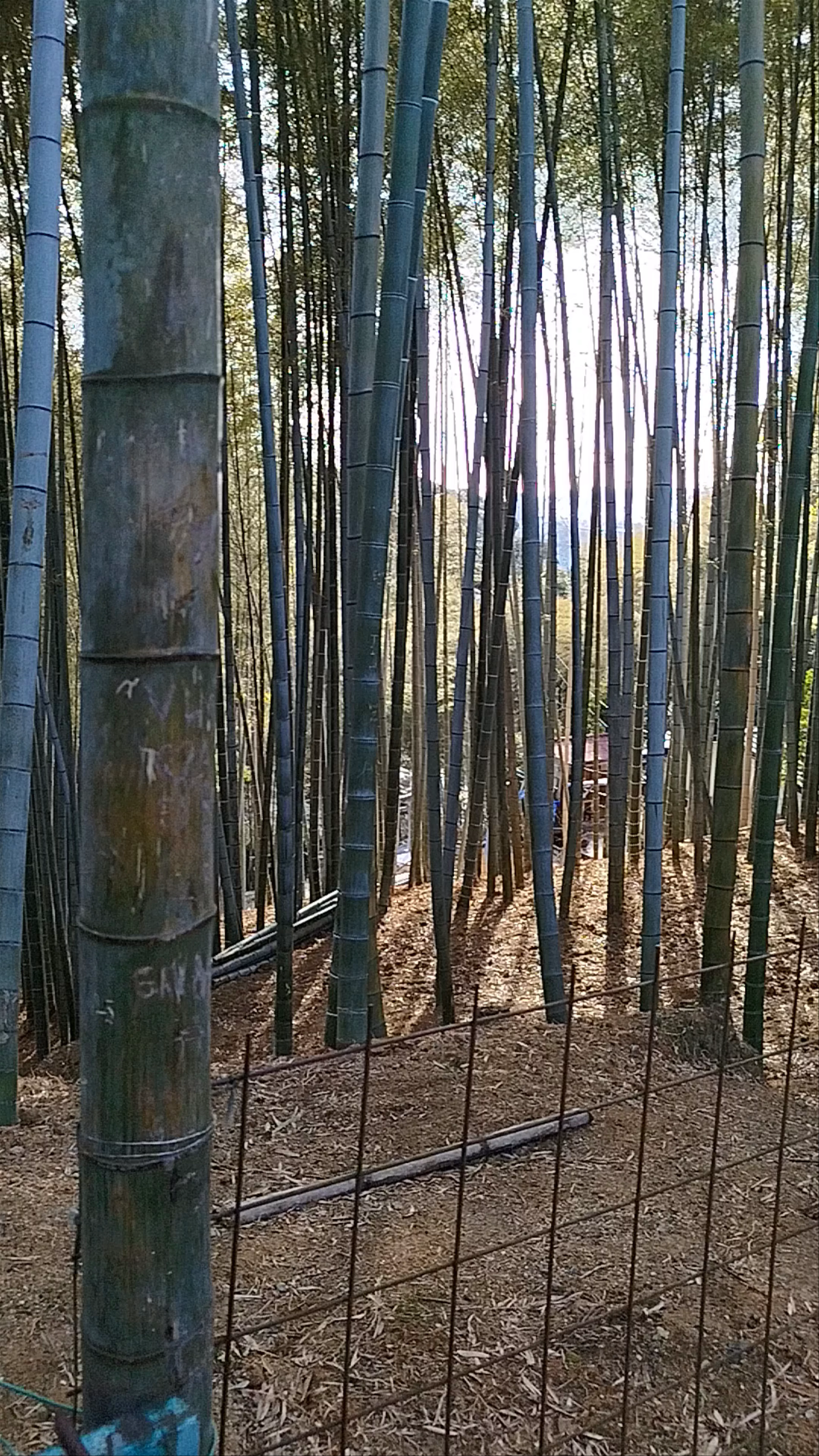 Mt. Inari