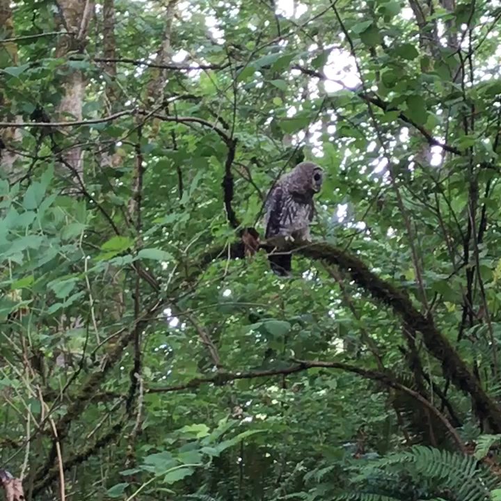 Cross Kirkland Corridor - Hiking Near Me