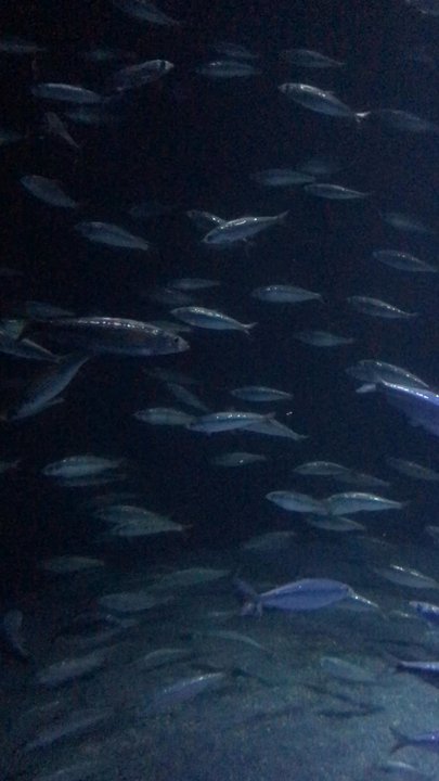OZEANEUM - Ozeaneum Stralsund - Aquariums Near Me - Stralsund, MV