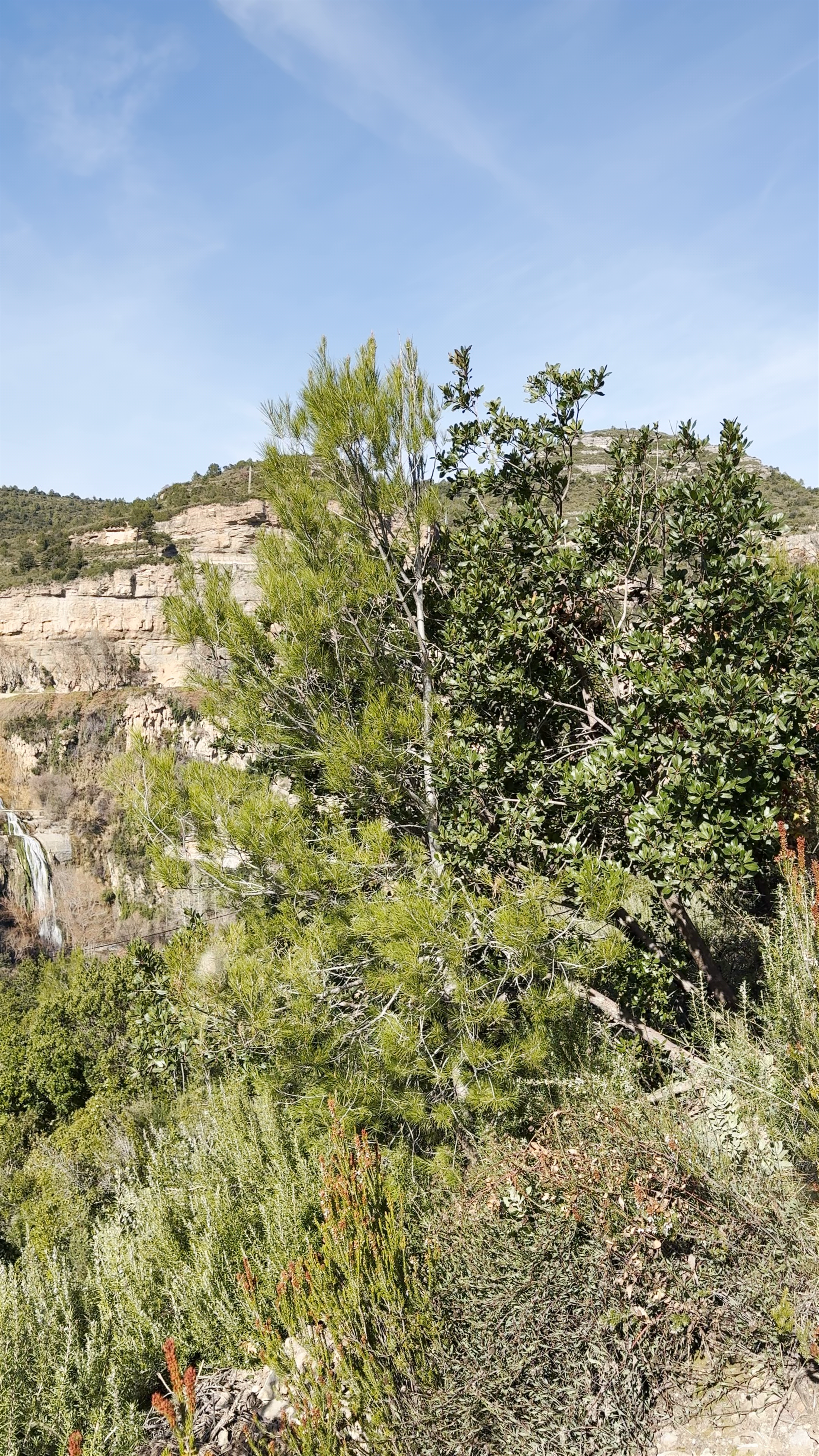 Pont sobre el riu Rossinyol - Sant Miquel del Fai