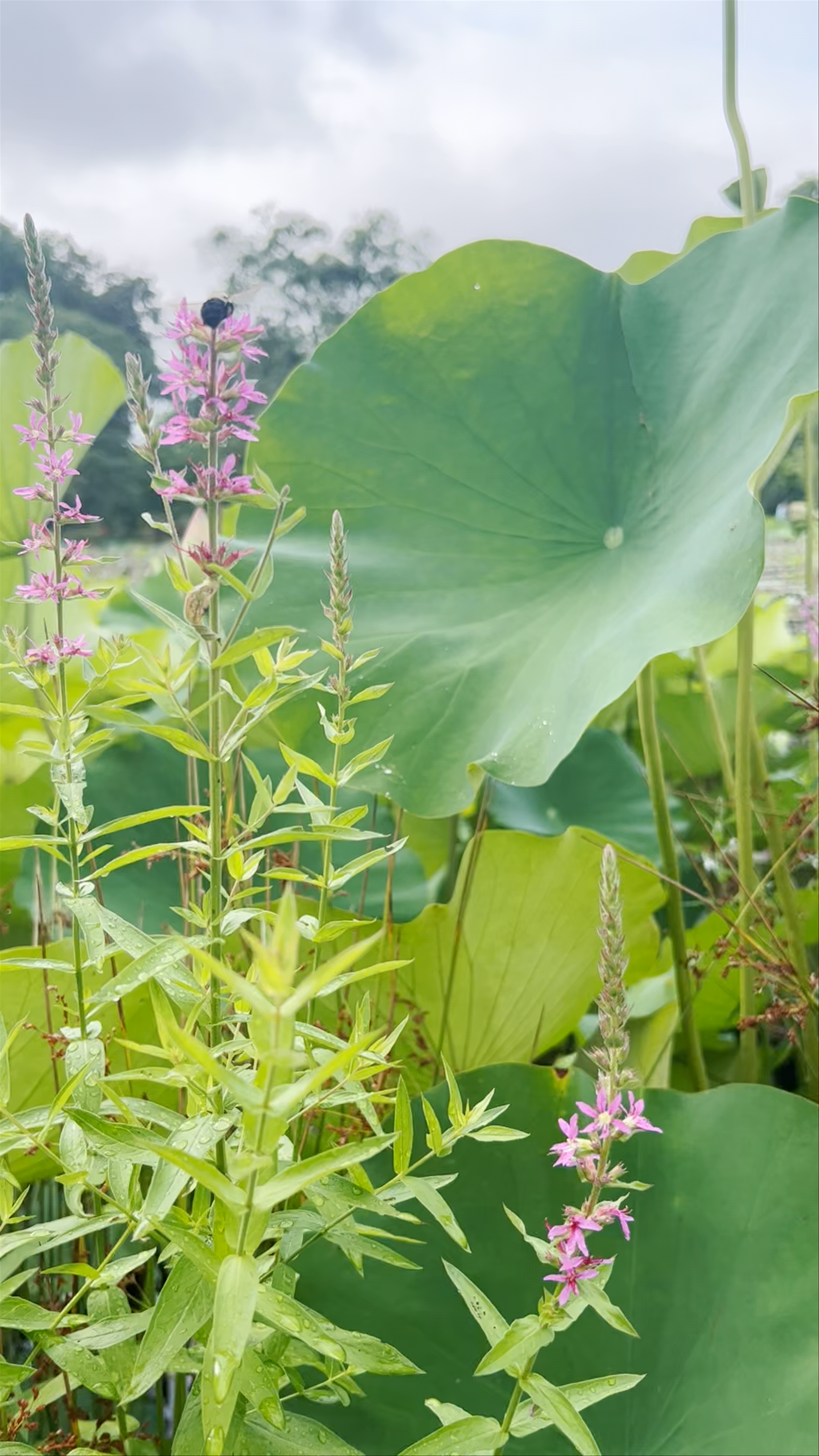 Kenilworth Aquatic Gardens