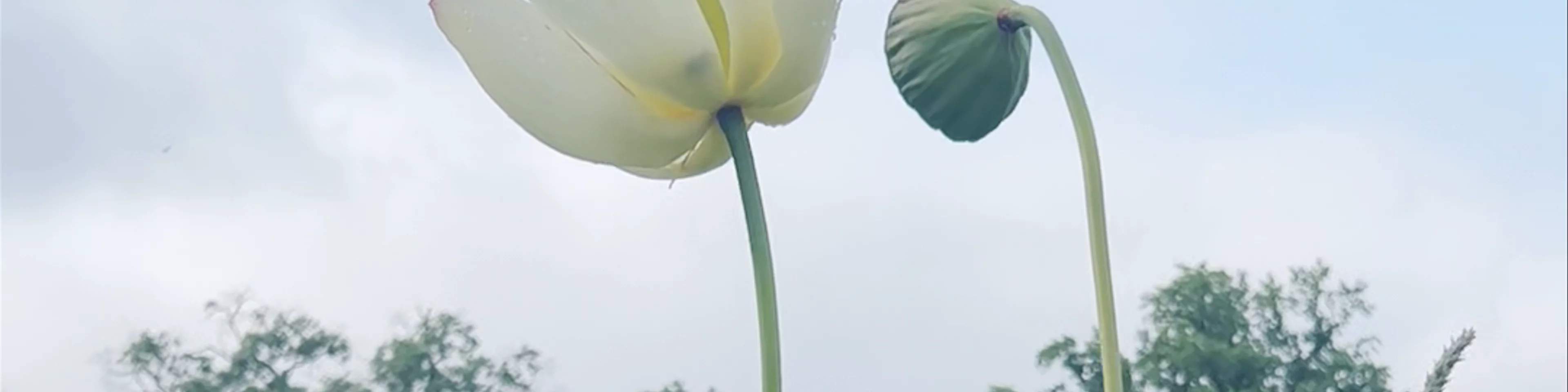 Kenilworth Aquatic Gardens