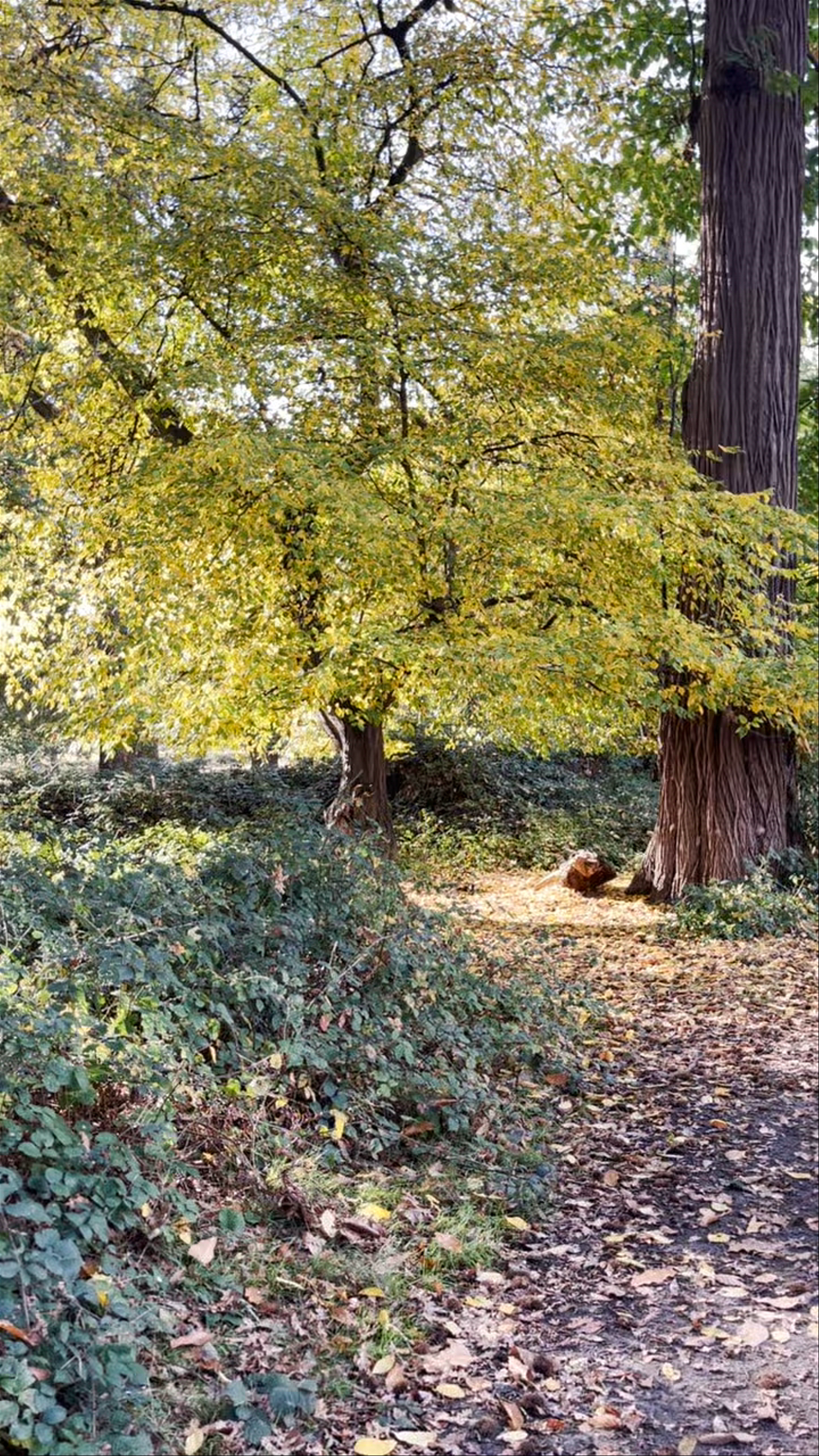 Richmond Park