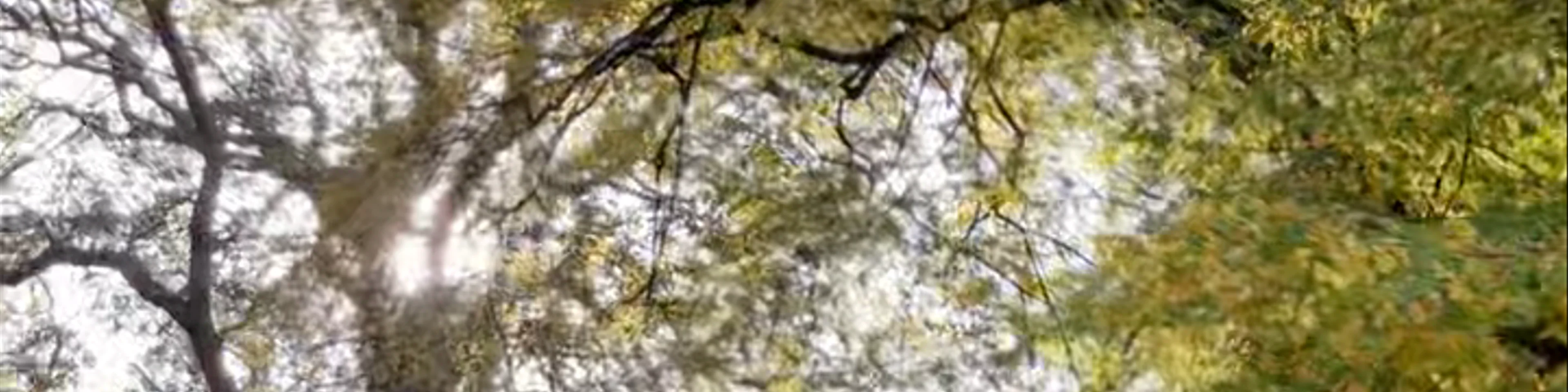 Richmond Park