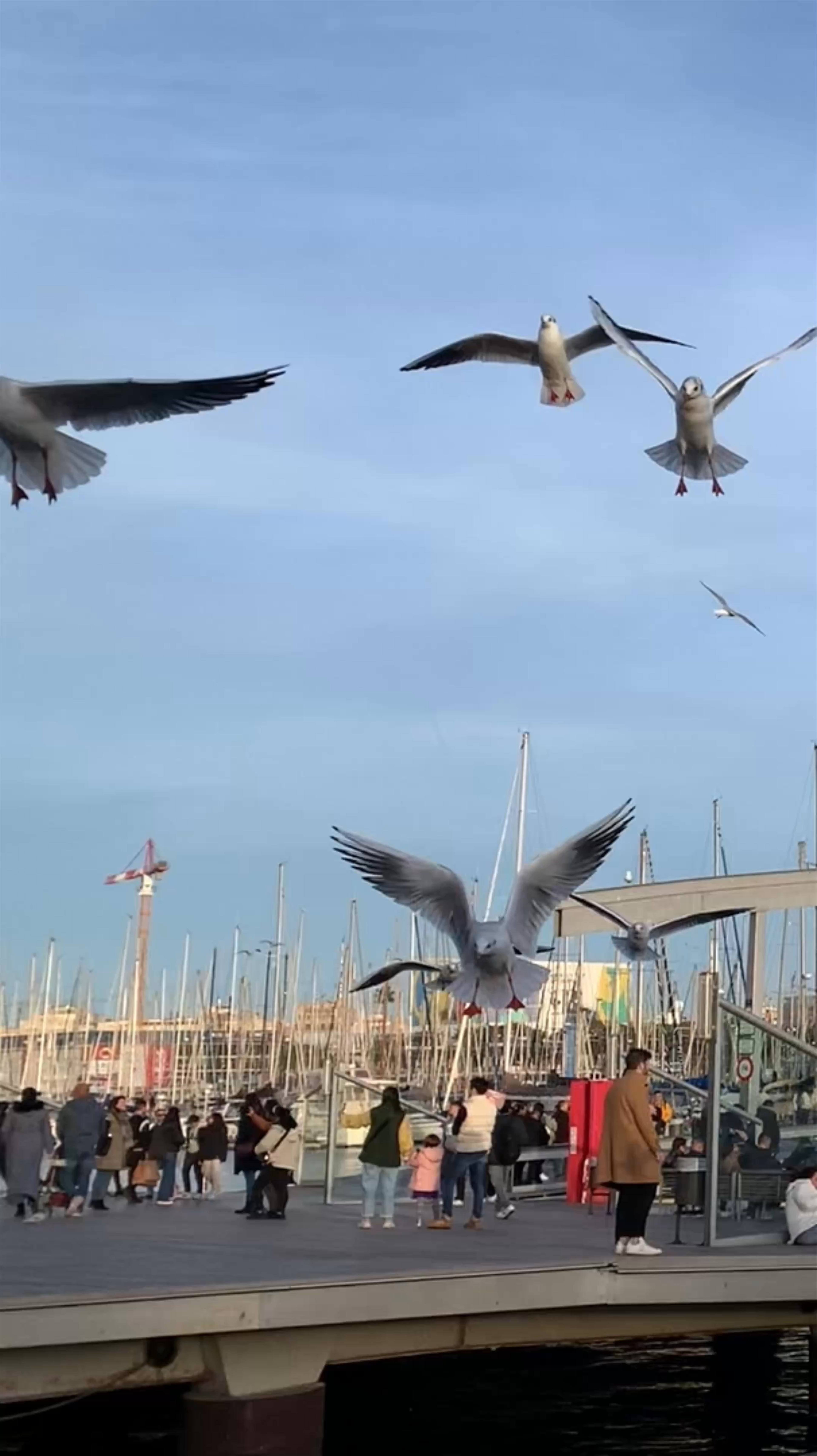 Port Vell