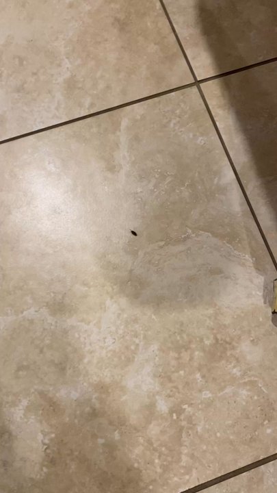 The Fuller Cleaning - Lots of dead bugs left behind when we walked in . - Home Cleaning Near Me